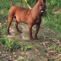 四川特级川东猎犬种公出售和配种可视频观看