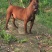 四川特级川东猎犬种公出售和配种可视频在线观看