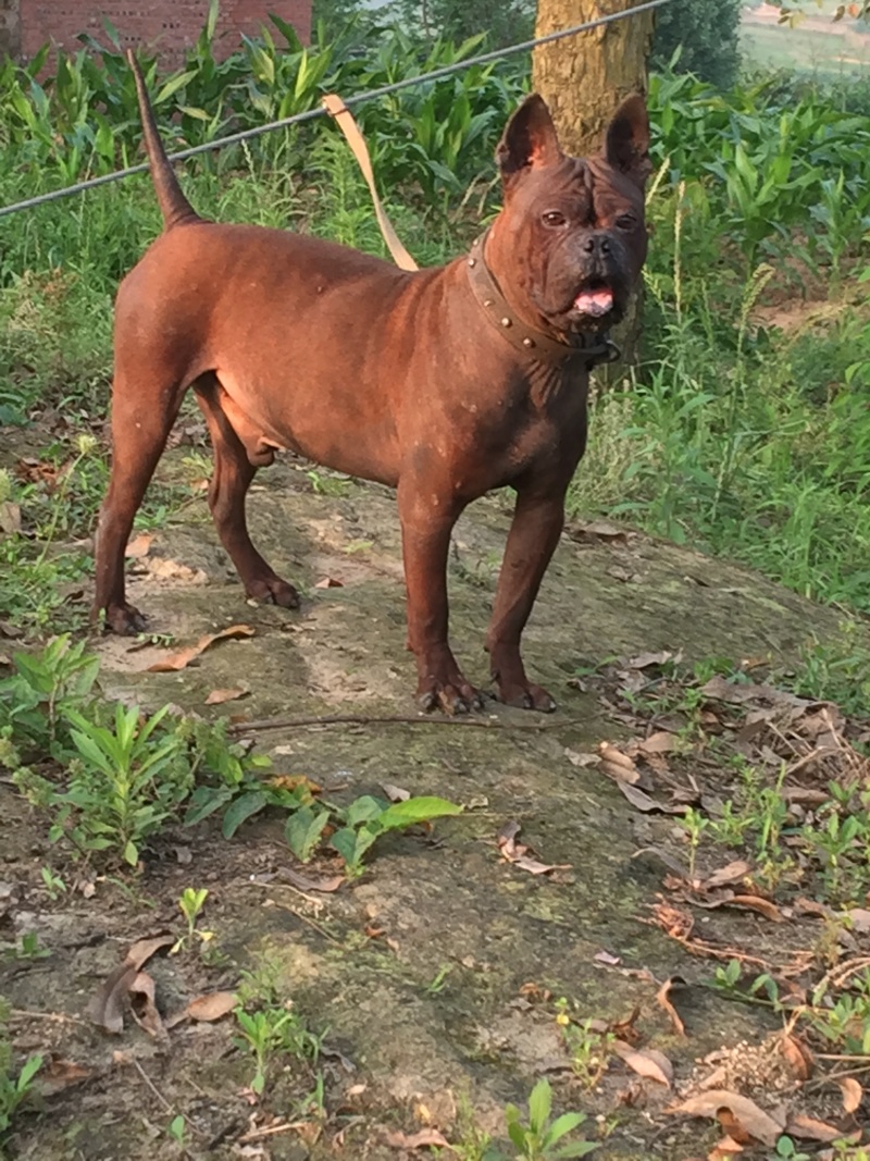 四川特级川东猎犬种公出售和配种可视频在线观看