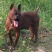 四川特级川东猎犬种公出售和配种可视频在线观看