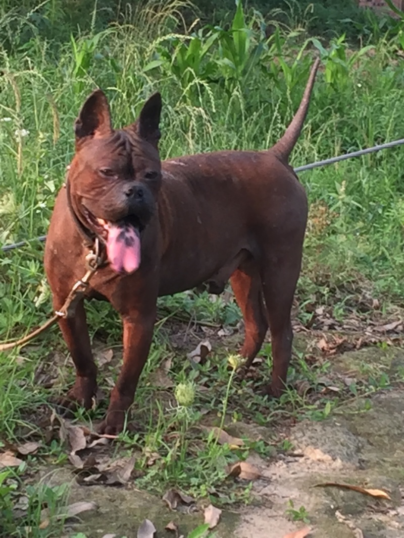 四川特级川东猎犬种公出售和配种可视频在线观看
