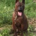 四川特级川东猎犬种公出售和配种可视频在线观看