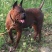四川特级川东猎犬种公出售和配种可视频在线观看