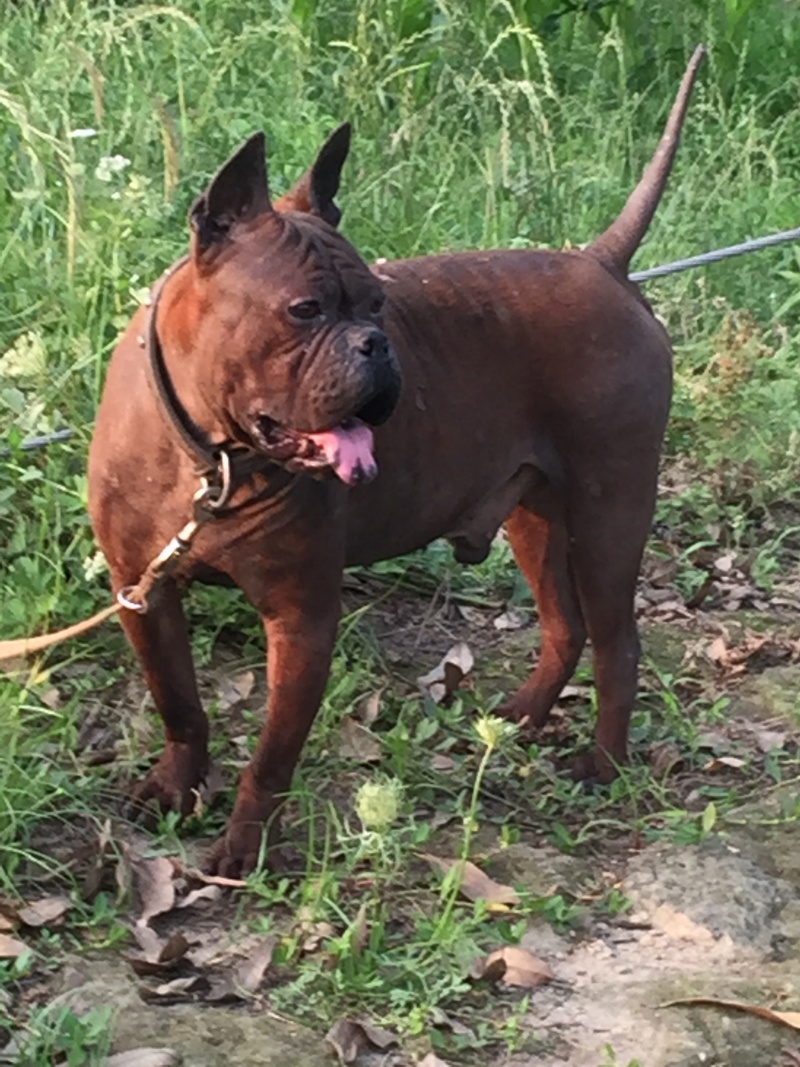 四川特级川东猎犬种公出售和配种可视频在线观看