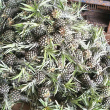 泰国小菠萝