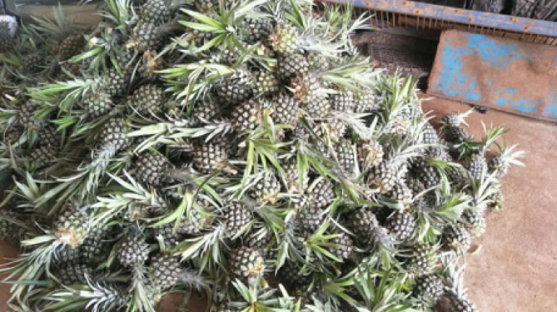 泰国小菠萝