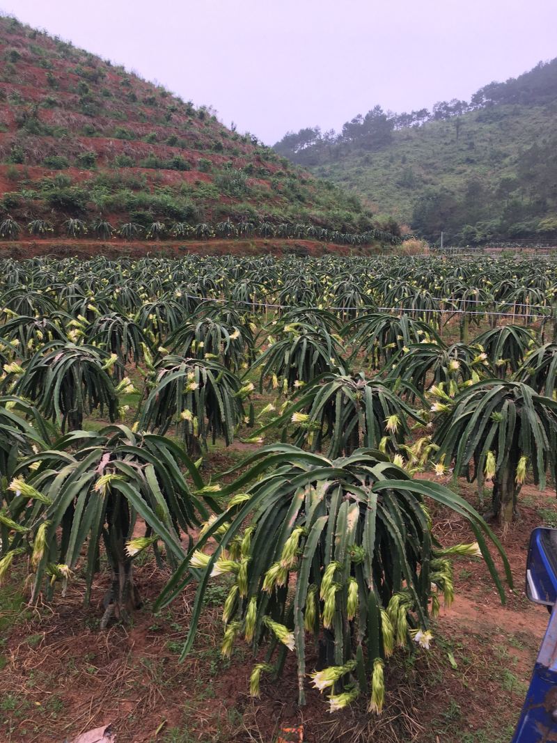 大量枮木火龙果苗，长度30公分以上都有，量大从优