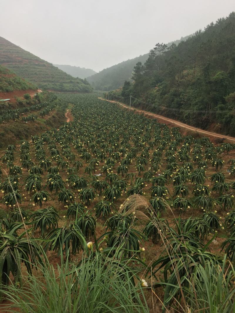 大量枮木火龙果苗，长度30公分以上都有，量大从优