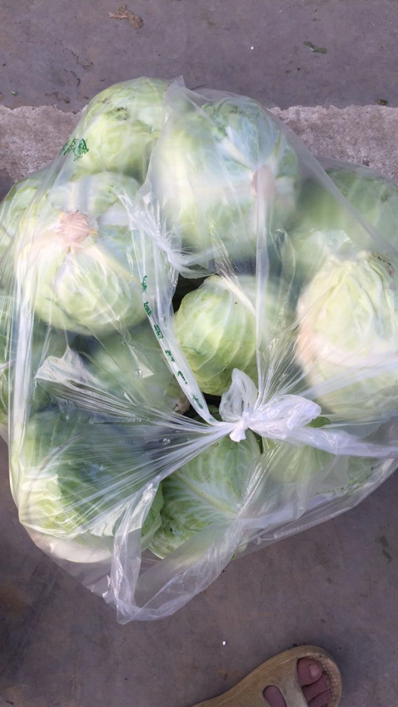 包菜大量供应，