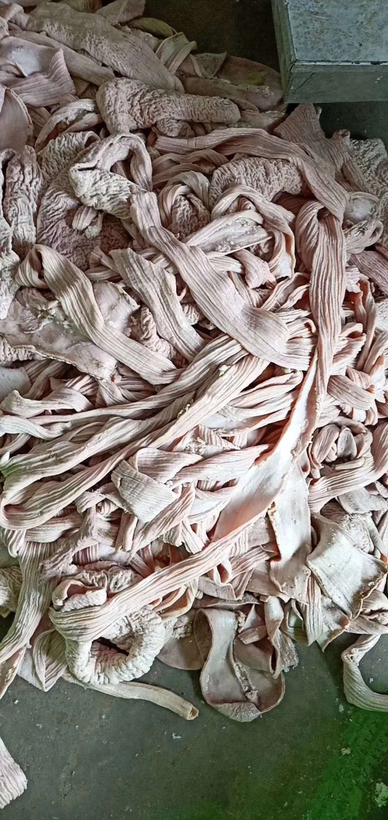 牛大小肠，散带，碗口