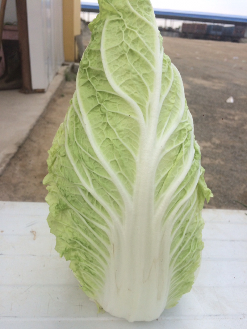 精品娃娃菜大量上市
