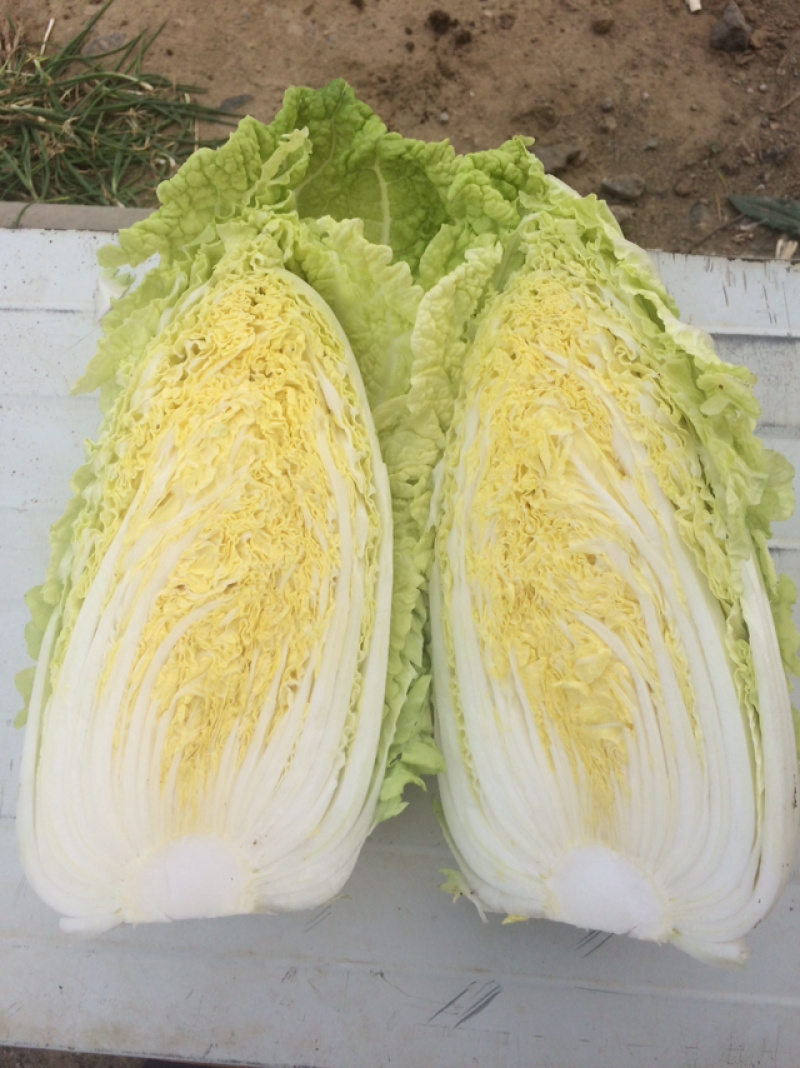 精品娃娃菜大量上市
