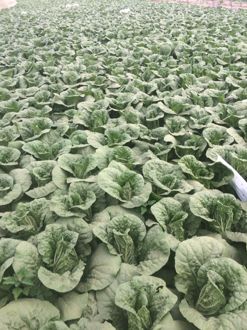 山西大同阳高精品娃娃菜大量上市质量好标准高