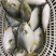 单冻金鲳鱼