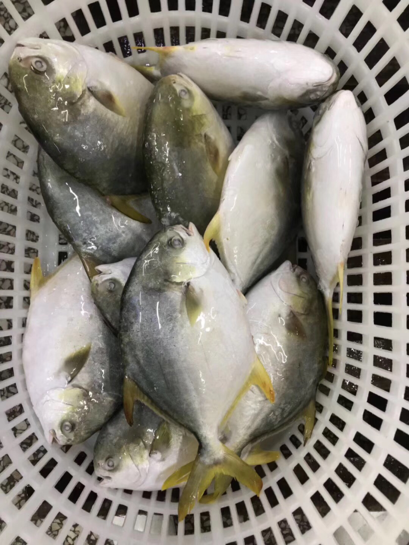 单冻金鲳鱼