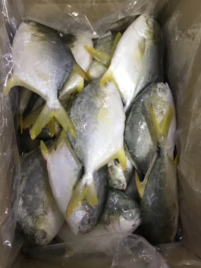 单冻金鲳鱼