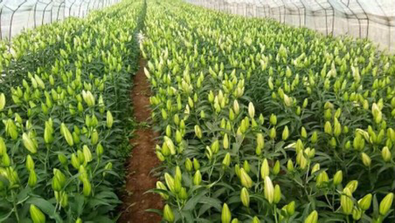 东北百合小菊郁金香鲜切花基地大量批发直发