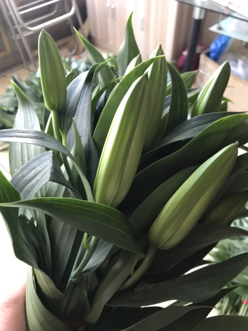 东北百合小菊郁金香鲜切花基地大量批发直发