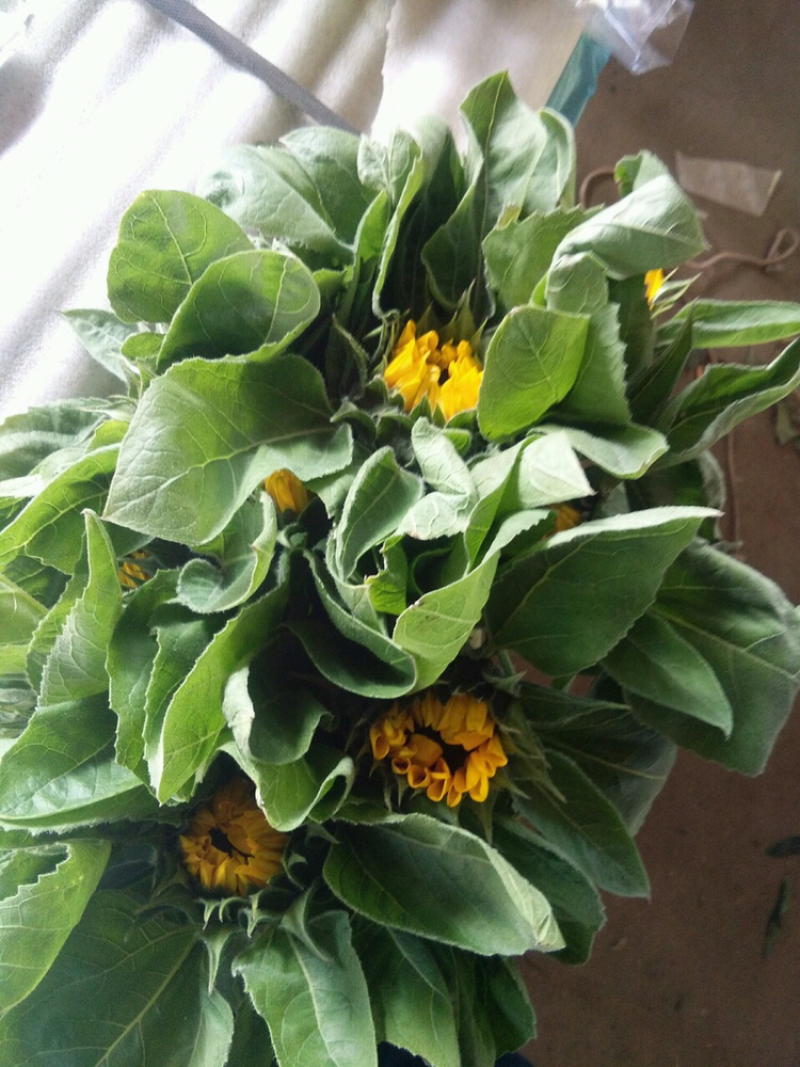 东北百合小菊郁金香鲜切花基地大量批发直发