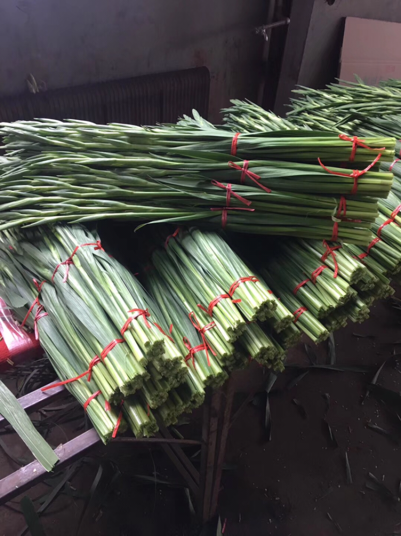 东北百合小菊郁金香鲜切花基地大量批发直发