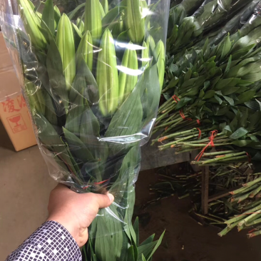 东北百合小菊郁金香鲜切花基地大量批发直发