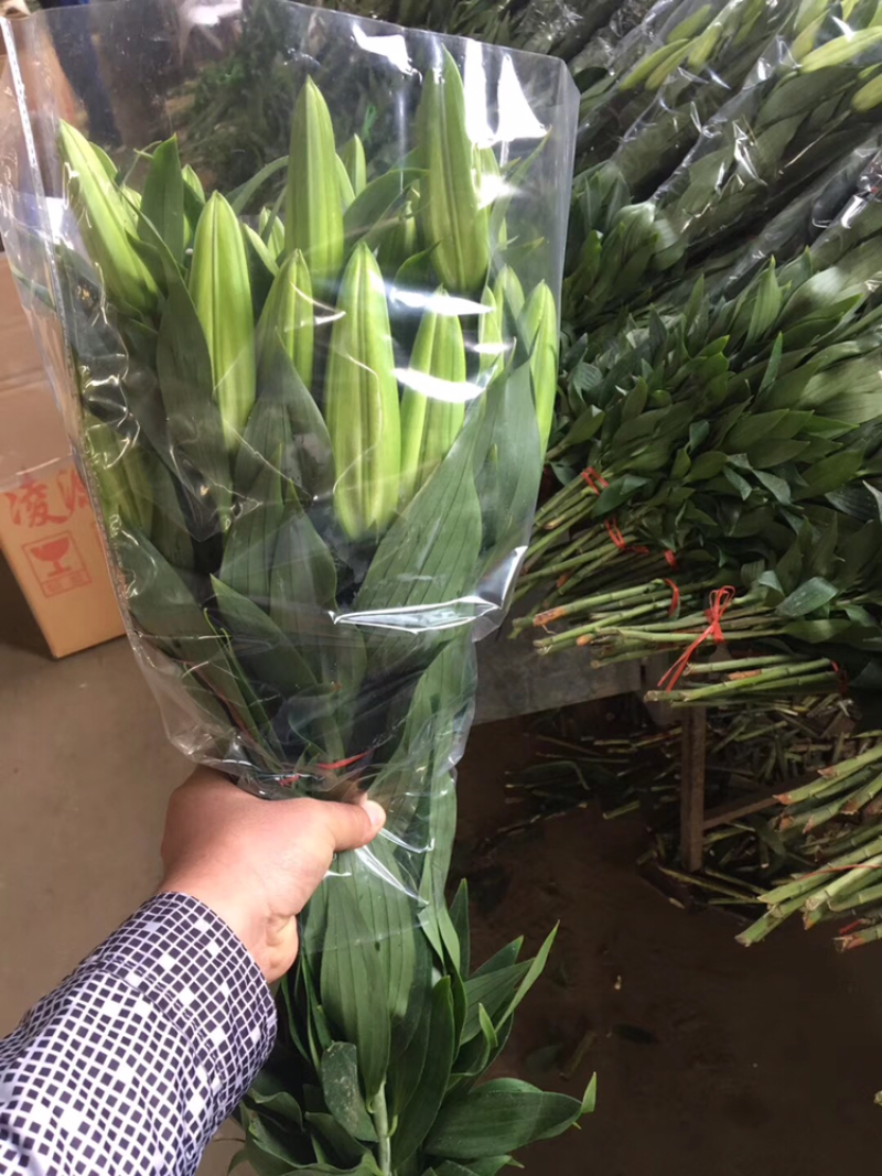 东北百合小菊郁金香鲜切花基地大量批发直发