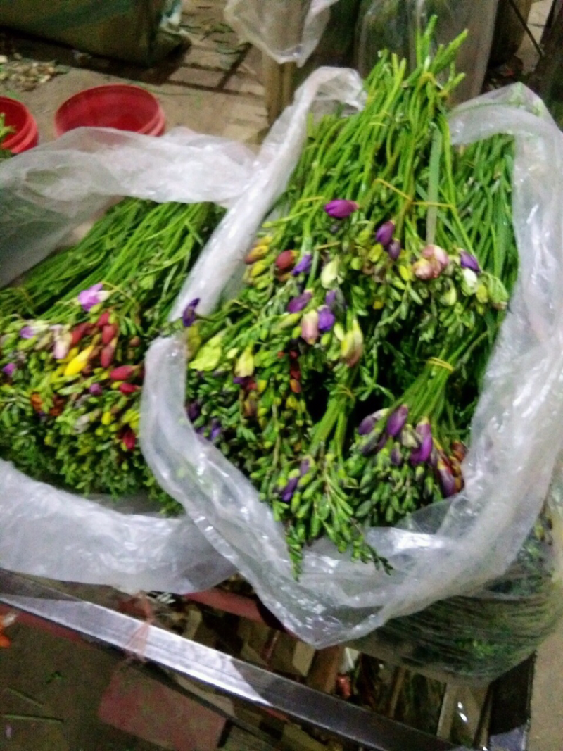 东北百合小菊郁金香鲜切花基地大量批发直发