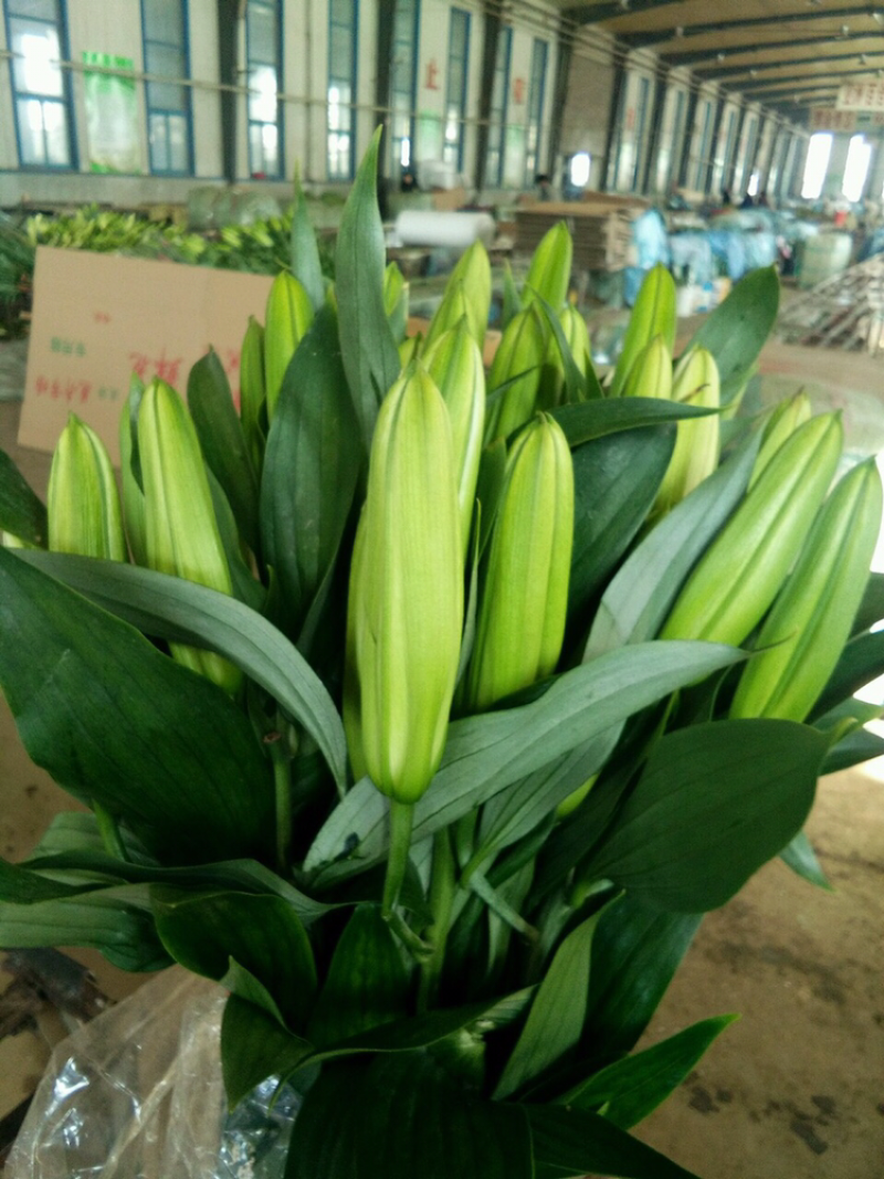 东北百合小菊郁金香鲜切花基地大量批发直发