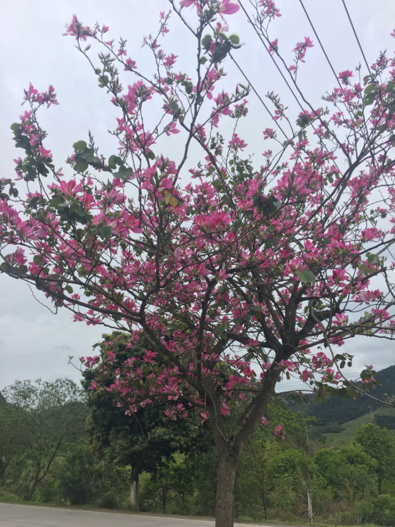 宫粉紫荆