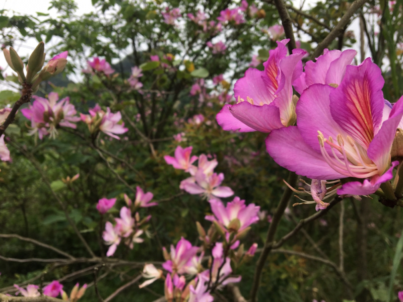 宫粉紫荆