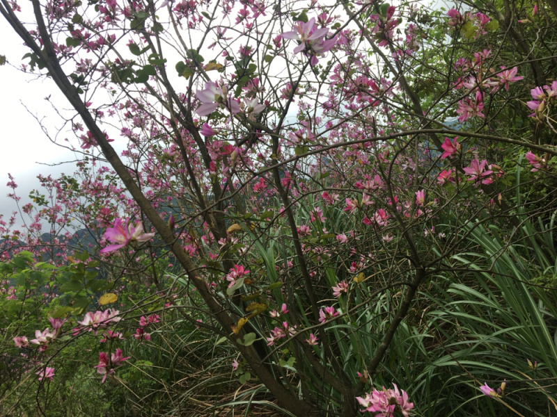 宫粉紫荆