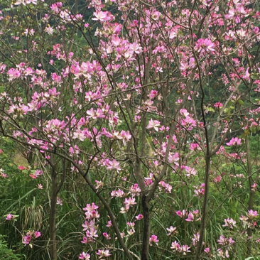 宫粉紫荆