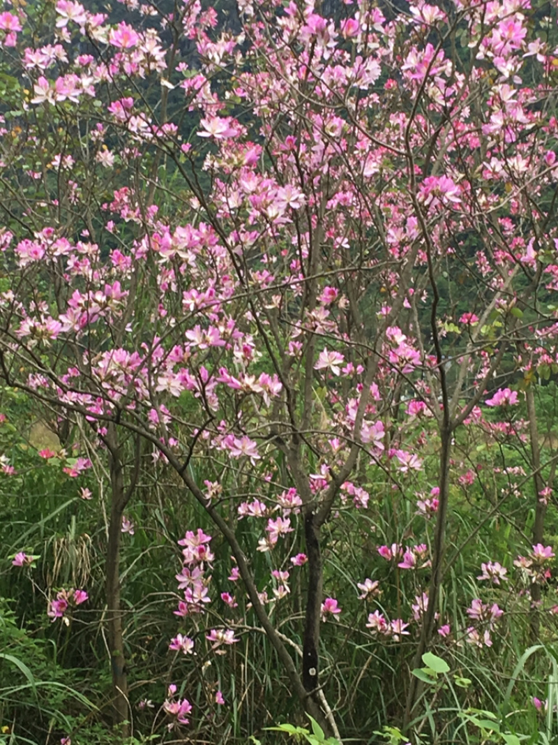 宫粉紫荆