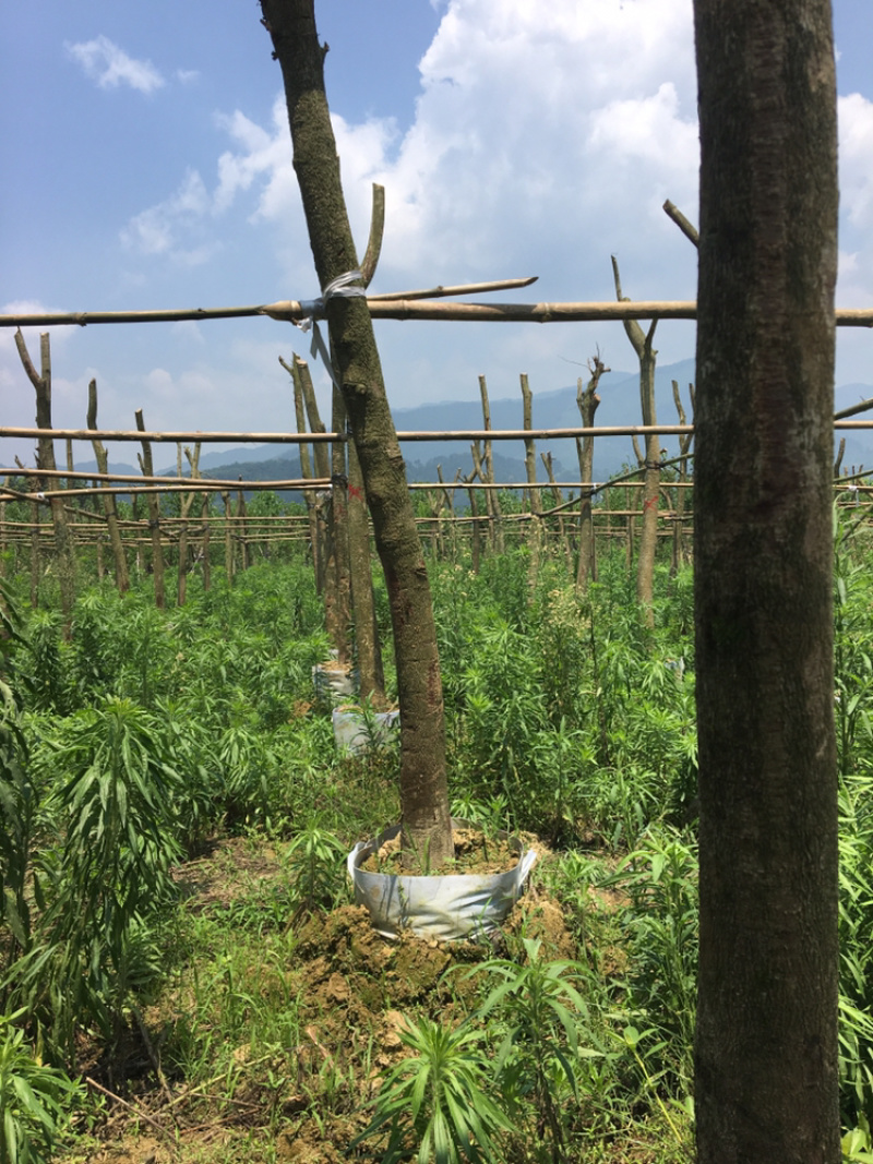 宫粉紫荆
