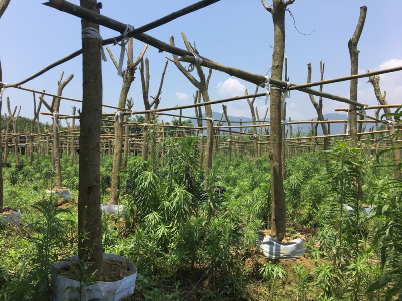 宫粉紫荆