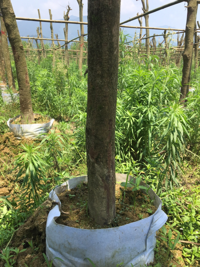 宫粉紫荆
