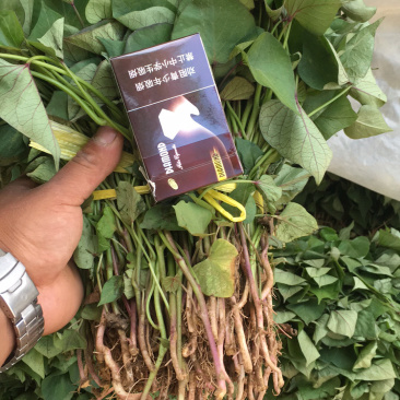 济薯26红薯苗