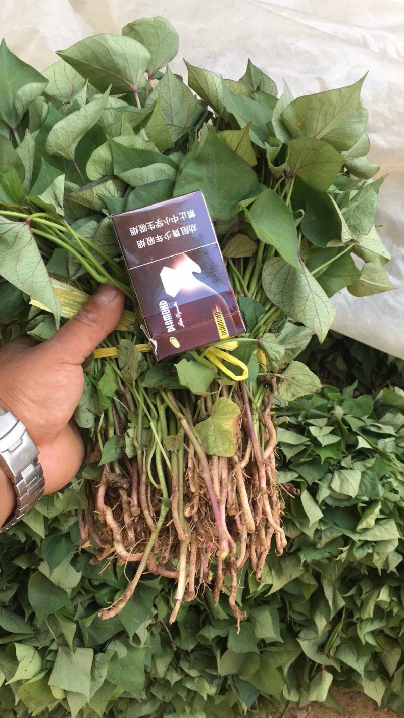 济薯26红薯苗
