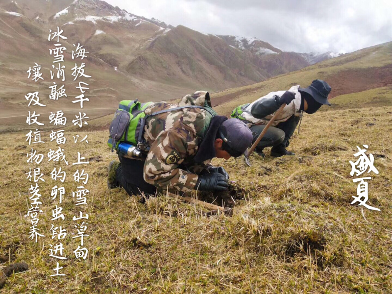 冬虫夏草西藏新鲜冬虫夏草顺丰空运包邮招代理