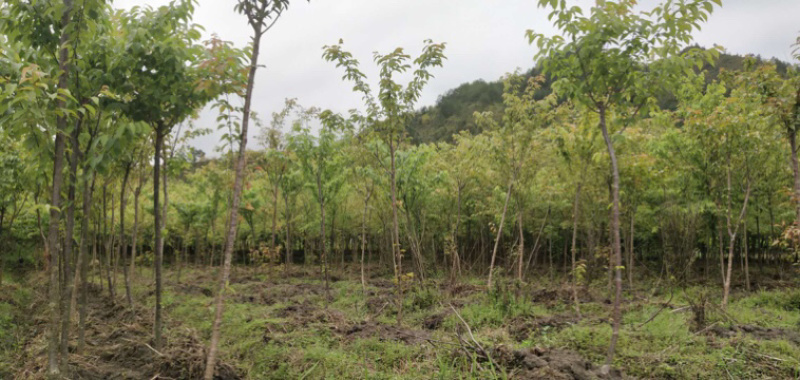 福建米量三公分山樱花袋苗或地栽