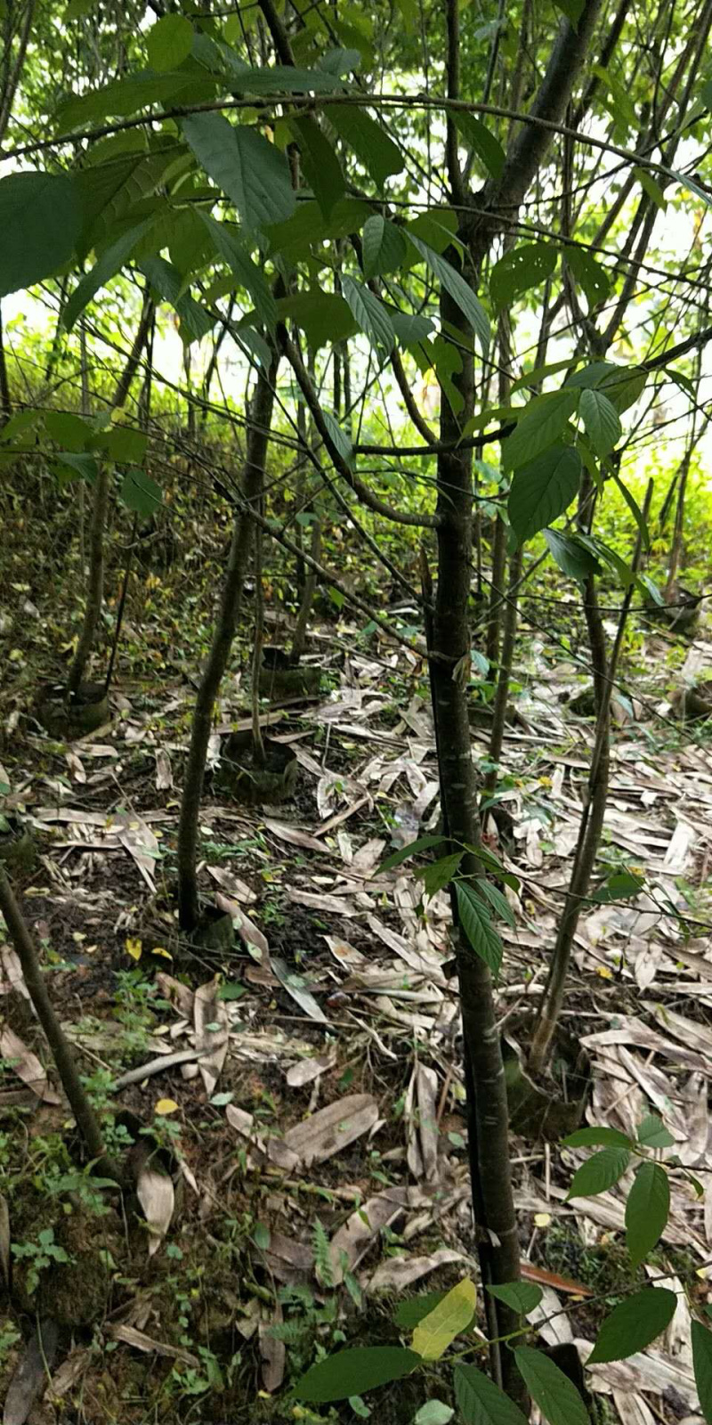 福建米量三公分山樱花袋苗或地栽