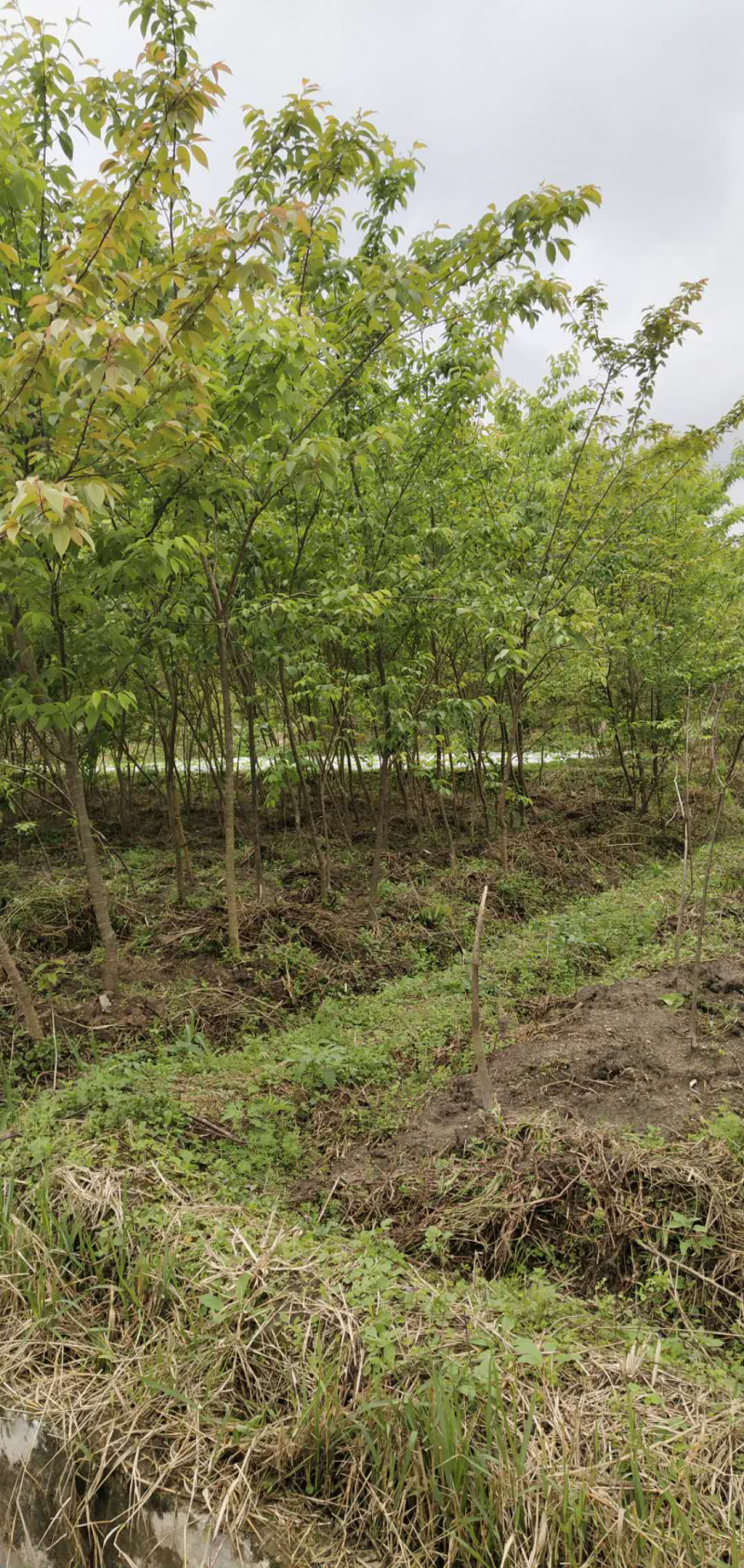福建米量三公分山樱花袋苗或地栽