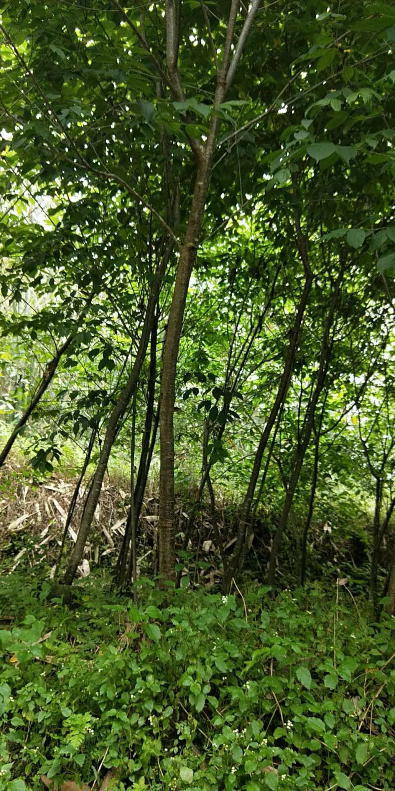 福建米量三公分山樱花袋苗或地栽