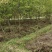 福建米量三公分山樱花袋苗或地栽