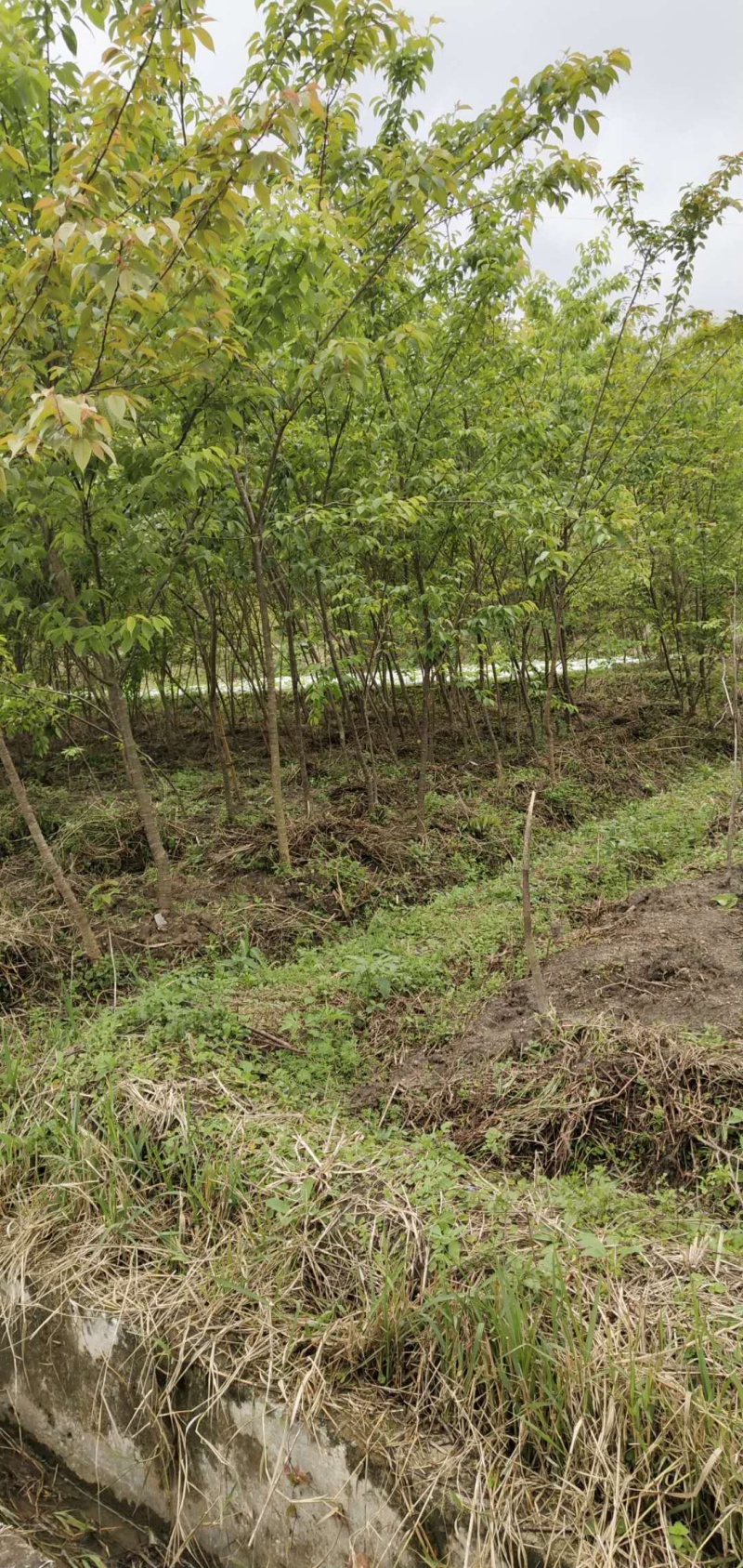 福建米量三公分山樱花袋苗或地栽