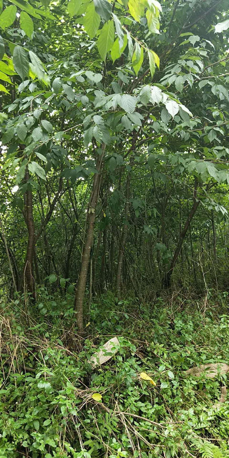 福建米量三公分山樱花袋苗或地栽