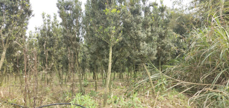雀舌黄杨盆景树景花园酒店公园花卉绿植l