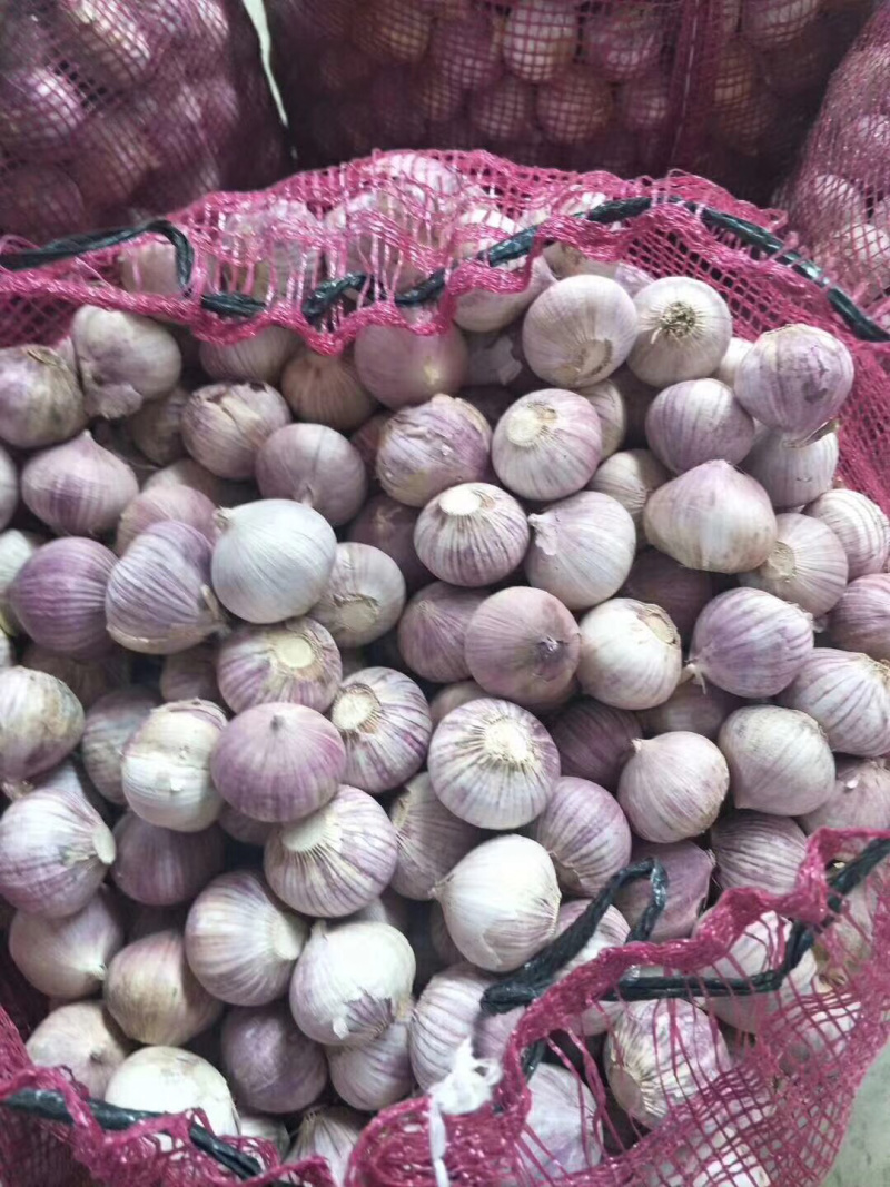 精品独头蒜，果型饱满，色泽优美