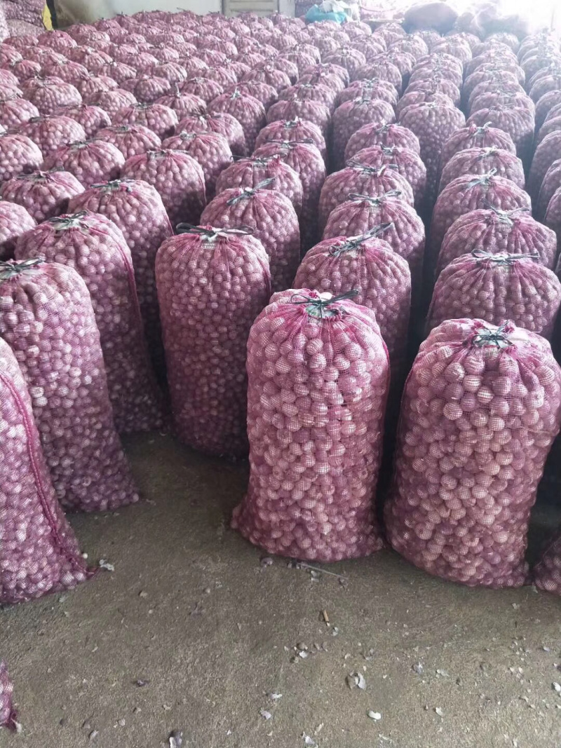 精品独头蒜，果型饱满，色泽优美