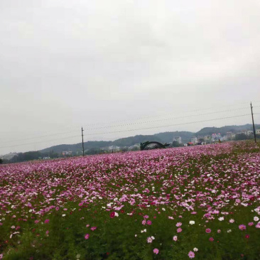 波斯菊(60天开花)